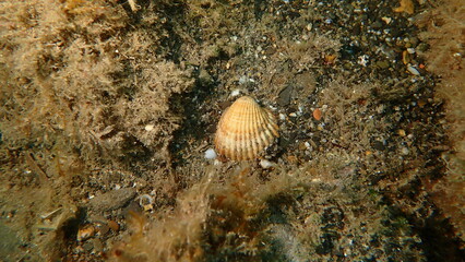 Rough cockle or tuberculate cockle, Moroccan cockle (Acanthocardia tuberculata) shell undersea, Ligurian Sea, Italy, Imperia © Alexey