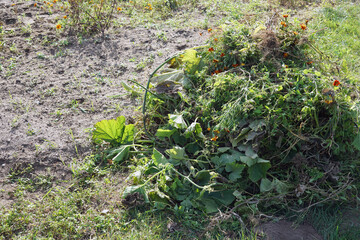 plant remains from garden beds that are suitable for composting