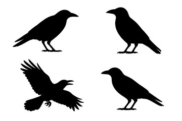 Set of four black crow and raven silhouettes in standing and flying poses