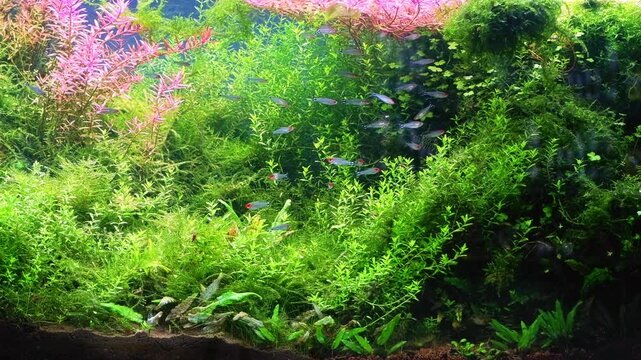 Micranthemum glomeratum and Rotala indica oxygenate air bubble, rummy-nose tetra fish, Amano style aquascape, LED light planted vegetation aquadesign, professional aquafarm cultivation, mental relax