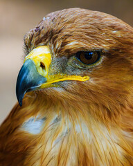 Naklejka premium eagle looking to the left