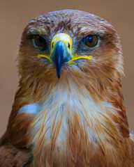 eagle looking straight ahead zoom camera