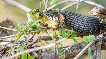 lizard in the grass