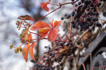 Autumn, fallen leaves and rowan branches covered with frost.