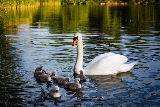 Swimming swan family