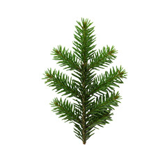 Single emerald green nordmann fir branch with dew drops, extreme macro flat lay on a transparent background, minimalist commercial still life, concept of winter holiday anticipation