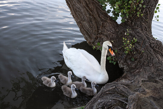 Swan with swan babies