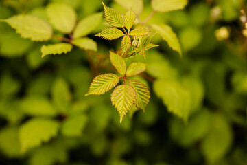 Close up of green leaves on a branch of blackberry in spring, Victoria, Australia