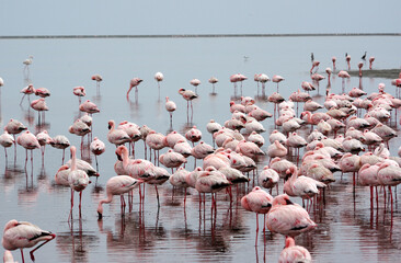 Flamants rose a Swakopmund, Namibie