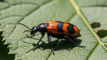 Fototapeta premium A black and orange beetle on a green leaf with a white background.