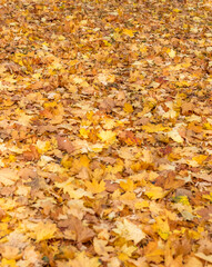 Walk path in the park covered by colorful autumn leaves. Season