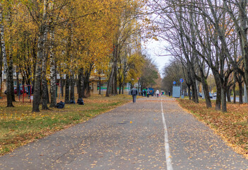 Walk path in the park covered by colorful autumn leaves. Season