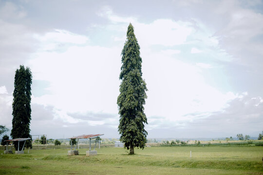 Tall cypress tree standing alone in an open green field under a cloudy sky.
