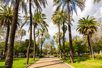 Fototapeta premium Palm trees in center of Cordoba, Andalusia, Spain