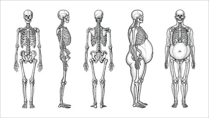 Full Body Human Skeleton Standing Pose Illustration Set