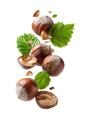 Fresh Hazelnuts Falling Top to Bottom on Transparent Background