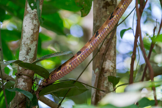 A brown black Dog-toothed Cat Snake (Boiga cynodon) is climbing on a branch in Asia, Singapore.