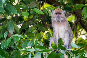 A Long-tailed Macaque is sitting on a branch in the middle of leafs and branches. The monkey is staring at the camera with his brown eyes and grey fur in Asia, Singapore. © Rob