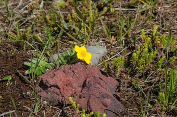 East Iceland, yellow flowering potentilla anserina or goosegrass growing in rocky meadow