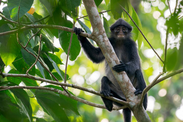 A adult Raffles' Banded Langur holds a tree trunk In the middle of leafs and branches, the monkey looks at the camera in Asia, Singapore.