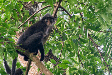 Obraz premium A Raffles' Banded Langur sits on top of a tree trunk on the left of the camera. The monkey is ready to jump away. The background is full of green leafs and branches in Asia, Singapore.
