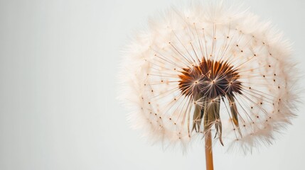 Close-up of a dandelion seed head (1)