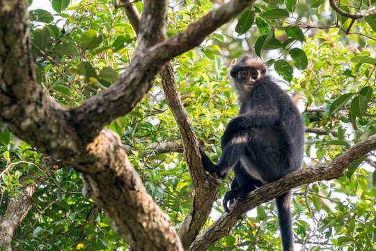 A Raffles' Banded Langur sits in the open on a branch on the right side of the photo. The monkey looks relaxed towards the camera. The background is full of green leafs and branches in Asia, Singapore