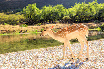 Spotted fawn standing on a pebbled riverbank, drinking water from a clear river in Wadi Darbat natural park, surrounded by green hills, showcasing wildlife and natural beauty in Dhofar, Oman