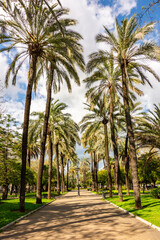 Obraz premium Palm trees in center of Cordoba, Andalusia, Spain