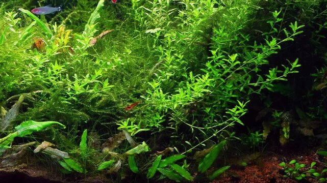Dutch style plant ecosystem bottom, red cherry shrimp, Micranthemum glomeratum, Cryptocoryne wendtii, rummy-nose tetra fish, overgrown aquascape, LED light aquafarm petshop aquadesign, nature balance