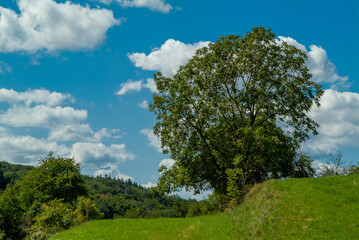 Kulturlandschaft mit Walnußbäumen