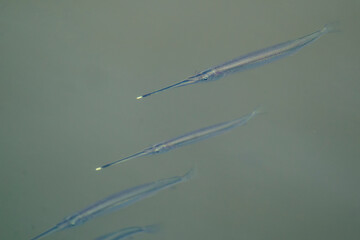 Northern River Garfishs (Zenarchopterus buffonis) are swimming together just beneath the surface which make their yellow snout visible in Asia, Singapore.
