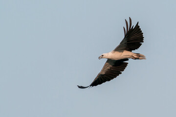 White-bellied Sea-eagle is flying in a clear sky in Asia, Singapore