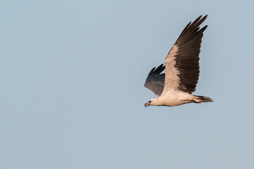 White-bellied Sea-eagle is flying in a clear sky in Asia, Singapore