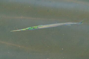 Blackspot Longtom (Strongylura strongylura) swims just beneath the surface in Asia, Singapore.
