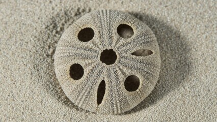 A single sand dollar resting on a sandy beach.