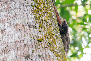 The mother Sunda Colugo hangs against a tree trunk with a cute young one holding on to her. The colugo is on the right side of the tree trunk in Asia, Singapore.