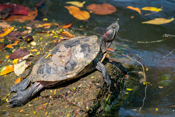 A Pond Slider (Trachemys scripta) rests on a stone above the water in Asia.