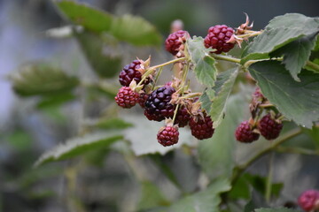 Fresh Blackberries: A Close-Up of Juicy Summer Berries