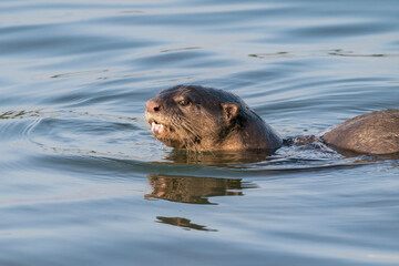 Smooth-coated Otter swims in the water in Singapore, Asia.