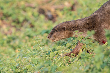 Smooth-coated Otter walks on grass in Singapore, Asia.