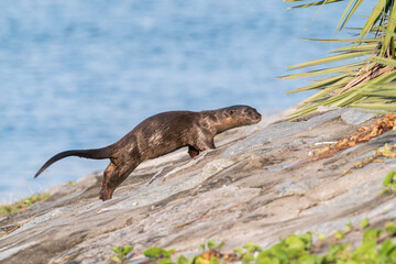 Smooth-coated Otter on the shore jumping away from the water in Singapore, Asia.