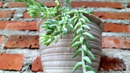 Unique Living Decor: Burro's Tail (Sedum morganianum), a Captivating Trailing Succulent for Any Home