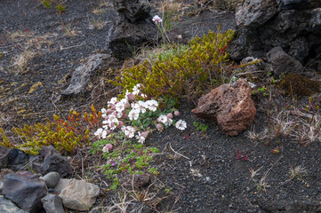 Katla Geopark Iceland, flowering of a silene uniflora