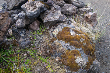 Katla Geopark Iceland, moss and plants growing on large stone