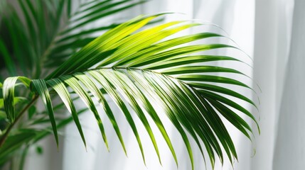 Sunlight streams through white curtains highlighting the vibrant green palm leaves. The leaves sway slightly creating a peaceful atmosphere in the room.