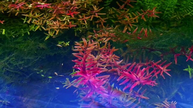 Rotala indica, Java moss aquatic plant move in flow, LED light wave reflection, blue biofilm on water surface, freshwater ryoboku aquascape, planted aquarium detail, flatlay top view, nature balance