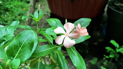 Obraz premium Pink Rose Periwinkle Madagascar Flower Catharanthus roseus Exotic Tropical Botanical Bloom Macro Photography for Stock Image