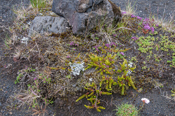 Katla Geopark Iceland, crowberry shrub and thymus praecox growing wild