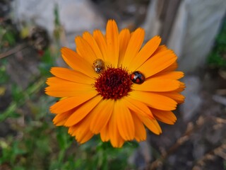 Nature's Harmony: Ladybug Resting on Verdant Leaves
